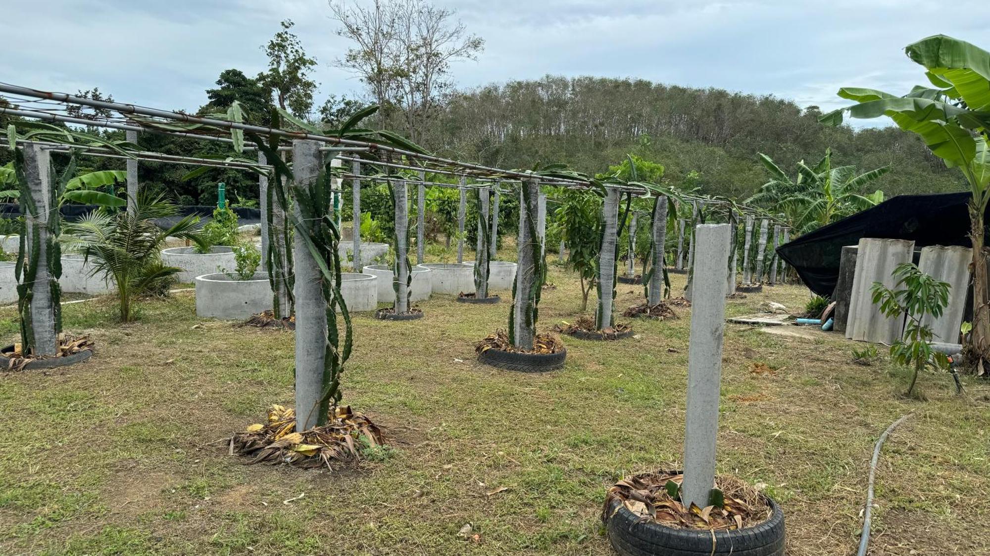 Greenheart Garden View Camp Phuket Kata Beach  Exterior photo